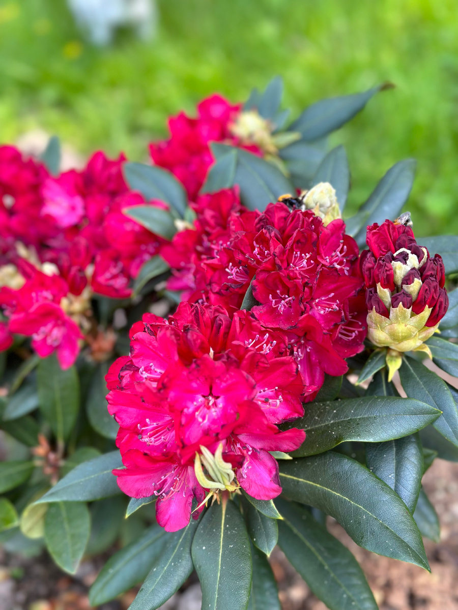 НЕОН КИС (Neon Kiss)