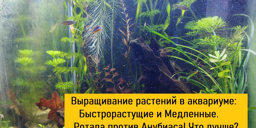 Быстрорастущие и медленнорастущие аквариумные растения: секрет создания баланса.