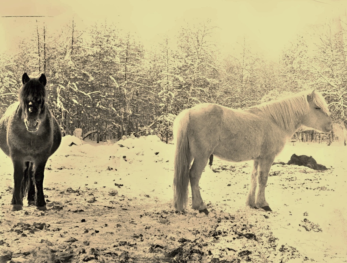 Всепогодные якутские кони.