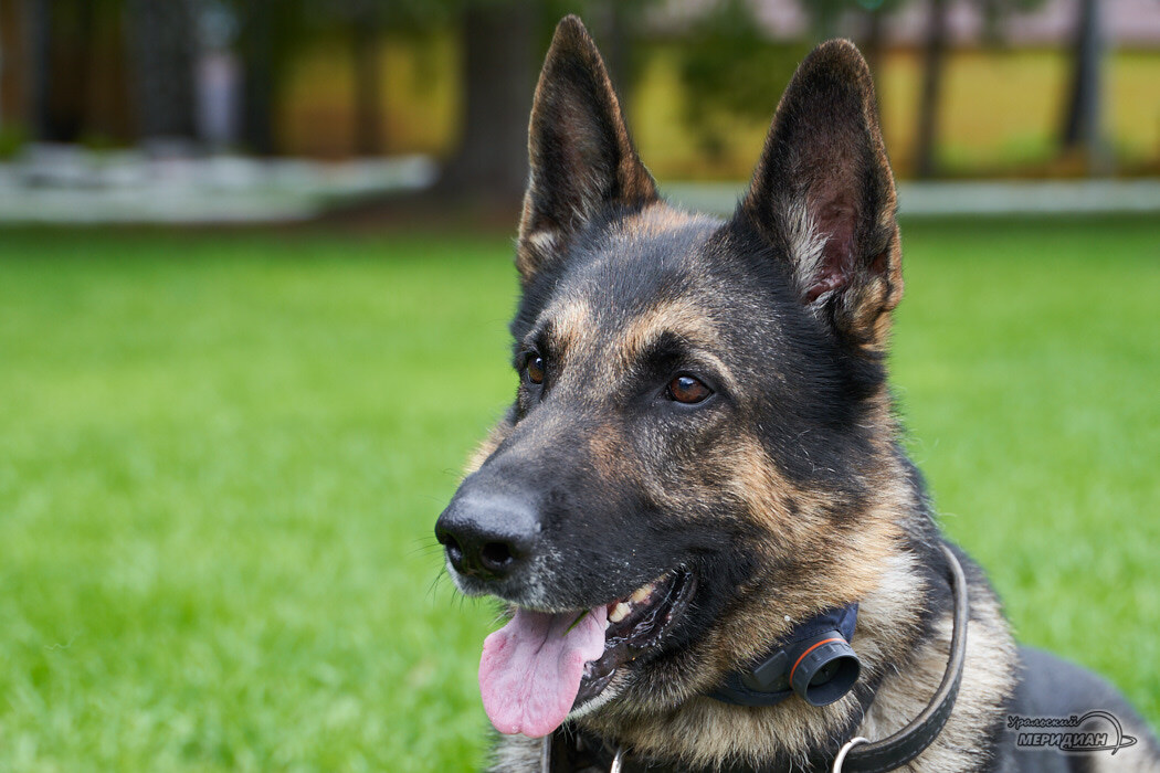    Фото Лидия Аникина © ИА «Уральский меридиан»