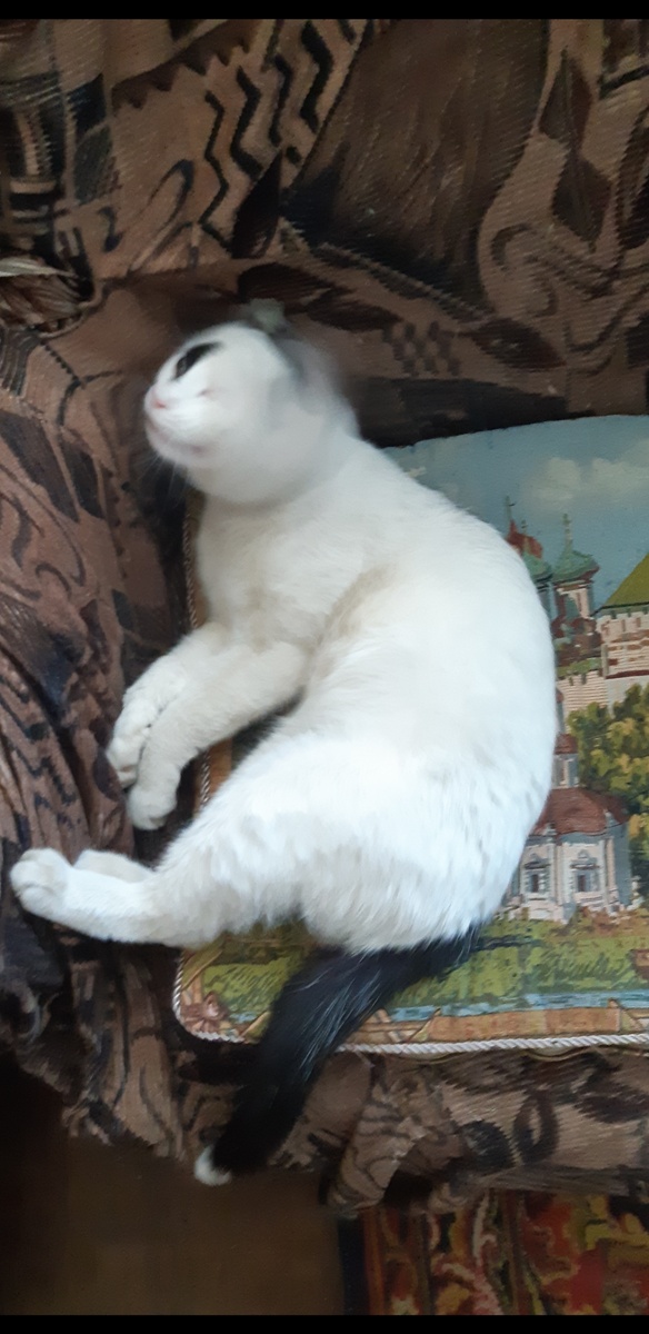 Финт ушами)