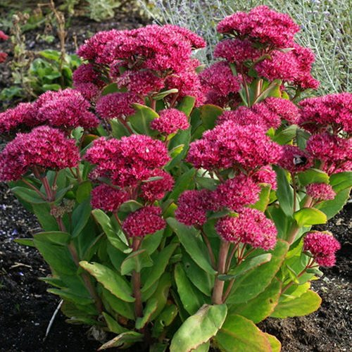 Седум (Очиток) видный Карл