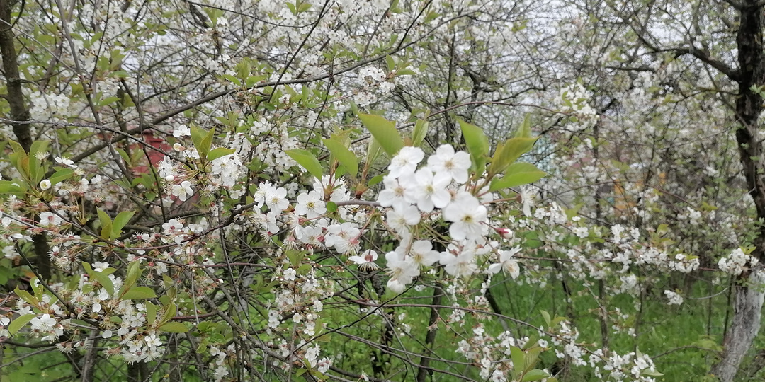 Огородные дела в начале мая 2025 года