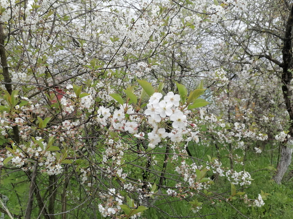 Цветение вишни