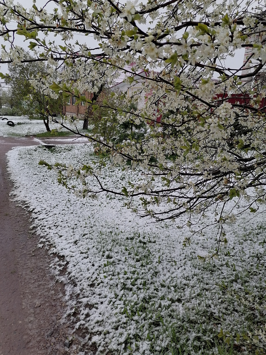 Все зацвело, и выпал снег