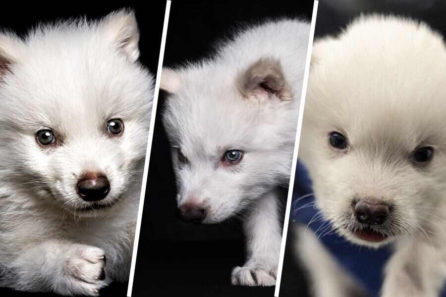 Фото: @Colossal Biosciences.