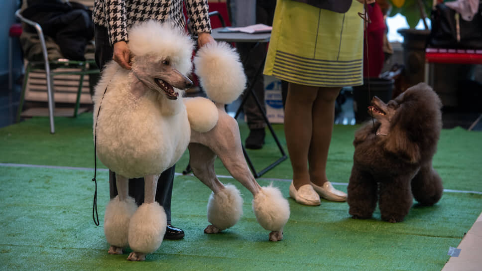 Фото: Артемий Шуматов / Коммерсантъ