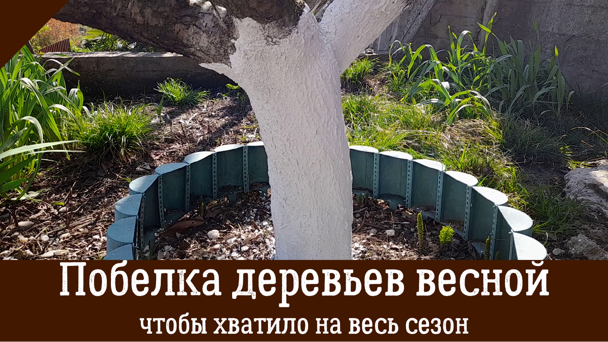 Побелка деревьев весной: простой секрет, который защитит ваш сад весь сезон