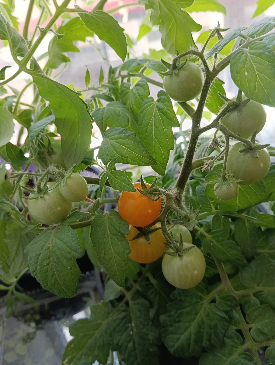 Томат "Монетка"