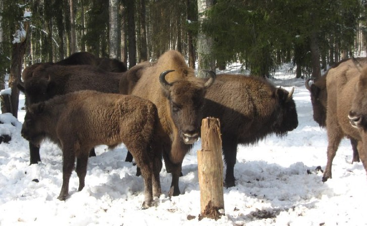 Фото: ГБУ ВО "Дирекция ООПТ"