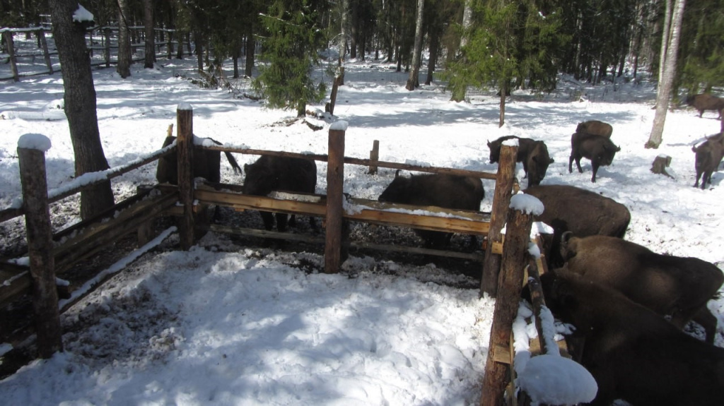 Фото: ГБУ ВО "Дирекция ООПТ"