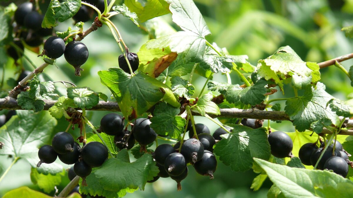    Йошта отличается от смородины. Фото: wikimedia / Nikolai Fokscha / CC BY-SA 3.0