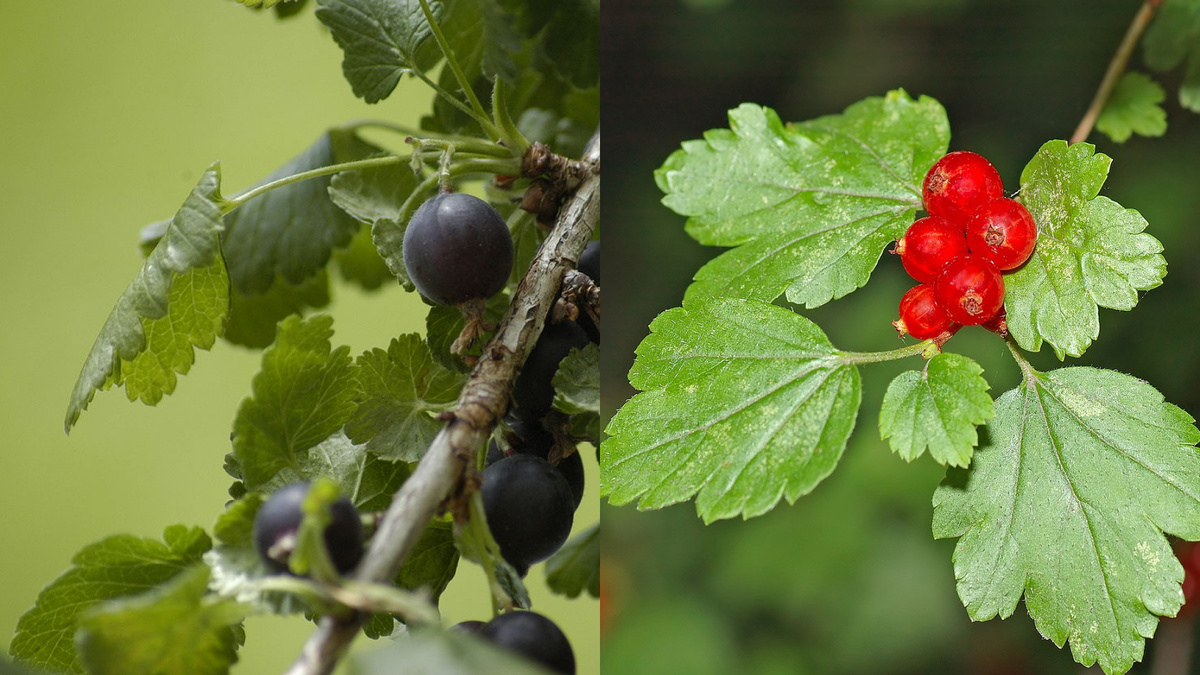    Слева – йошта, справа – смородина. Фото: wikimedia / Simon Eugster / CC BY-SA 3.0, wikimedia / André Karwath / CC BY-SA 2.5