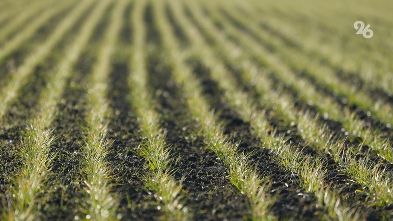    На Ставрополье прокладывают минерализоанные полосы Фото: ИА «Победа26»