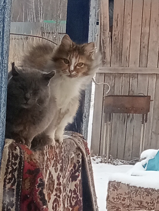 Сидят,дармоеды!😹Мышей пусть ловят!