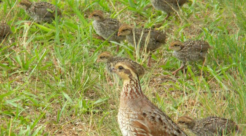 Тихая охота на перепелов. Часть 1.
