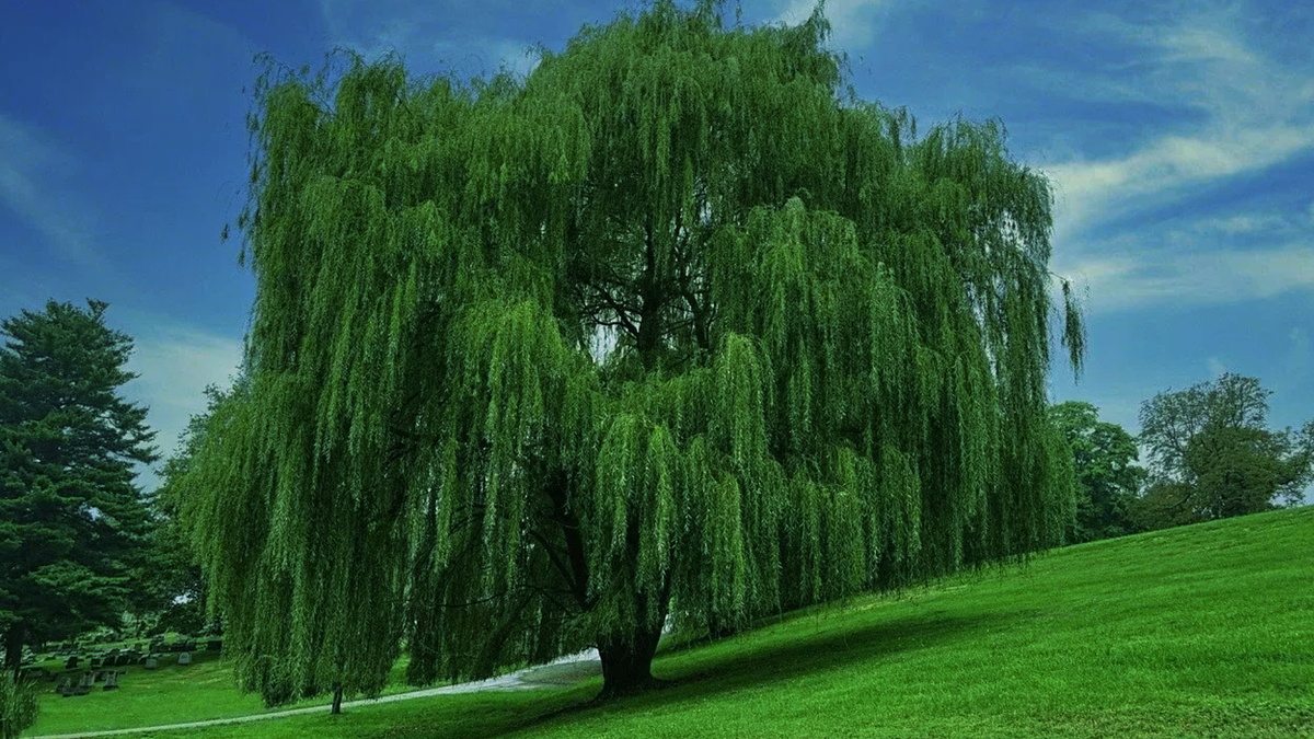 Плакучая ива