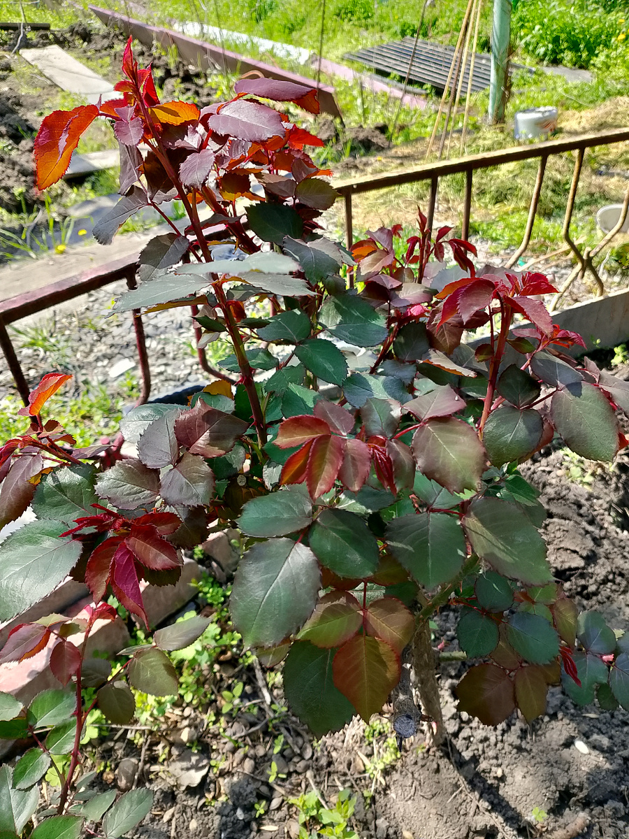 Фото автора/Все листочки крепкие и здоровые. Пока вредителей нет))