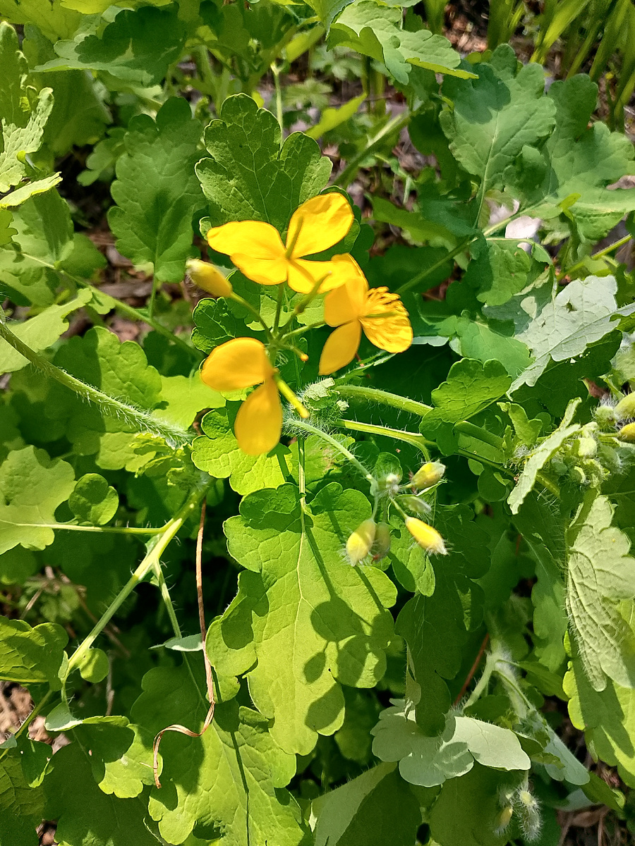 Фото автора/Чистотел