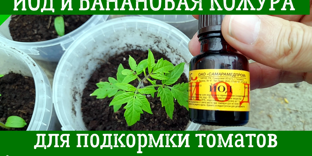 Йод и настой банановой кожуры — суперсредства для рассады томатов!