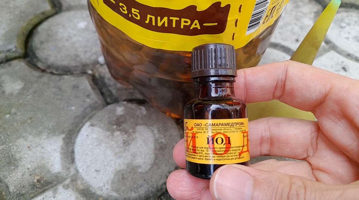 Йод — аптечный микс для здоровья ваших томатов. Фото автора