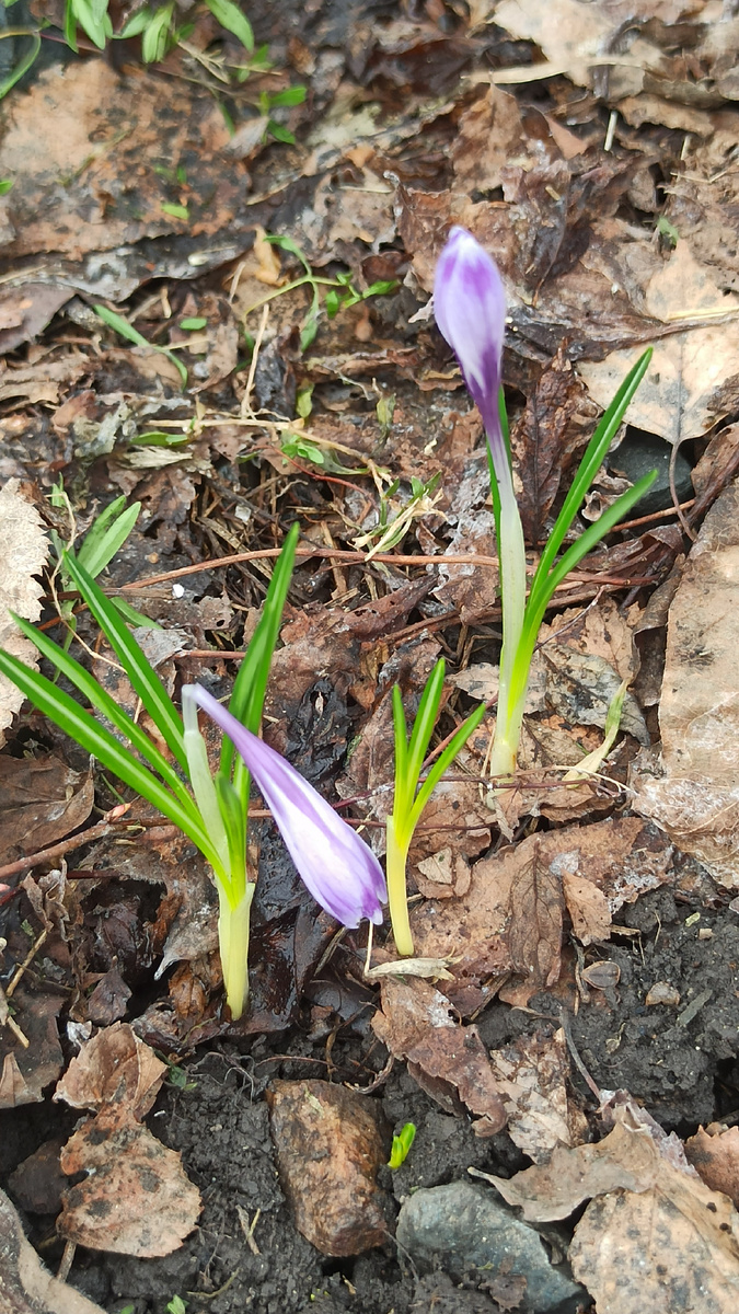 Ruby giant ( Петро флора, Fix Price) 