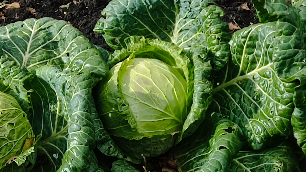 Перед посевом капусты для начала выбираем семена, сорта или гибриды. Я предпочитаю гибриды, они лучше адаптированы к разным климатическим условиям и заболеваниям. Предварительно прогреваем семена при +50 -60°, если они не обработаны, для обеззараживания к вирусным инфекциям 15 мин. достаточно. Можно замочить в стимуляторы роста. Посев делаем в глубоких рассадных ящиках, грунт перед посевом обязательно раскисляем, добавляя немного золы. Капуста не любит кислых почв. Семена сеем на глубину 1см. , бороздки предварительно проливаем кипятком. Раскладываем семена и присыпаем грунтом с вермикулитом, ставим под стекло,семена прорастают очень быстро и первые всходы появляются на 5 день. Теперь ставим рассаду в прохладное светлое место. Стекло убираем. Ставим в парник. Вентилируем сеянцы. Раз в неделю проливаем слабым раствором марганцовки (3г. на 10л.воды). Вот и весь посев! 