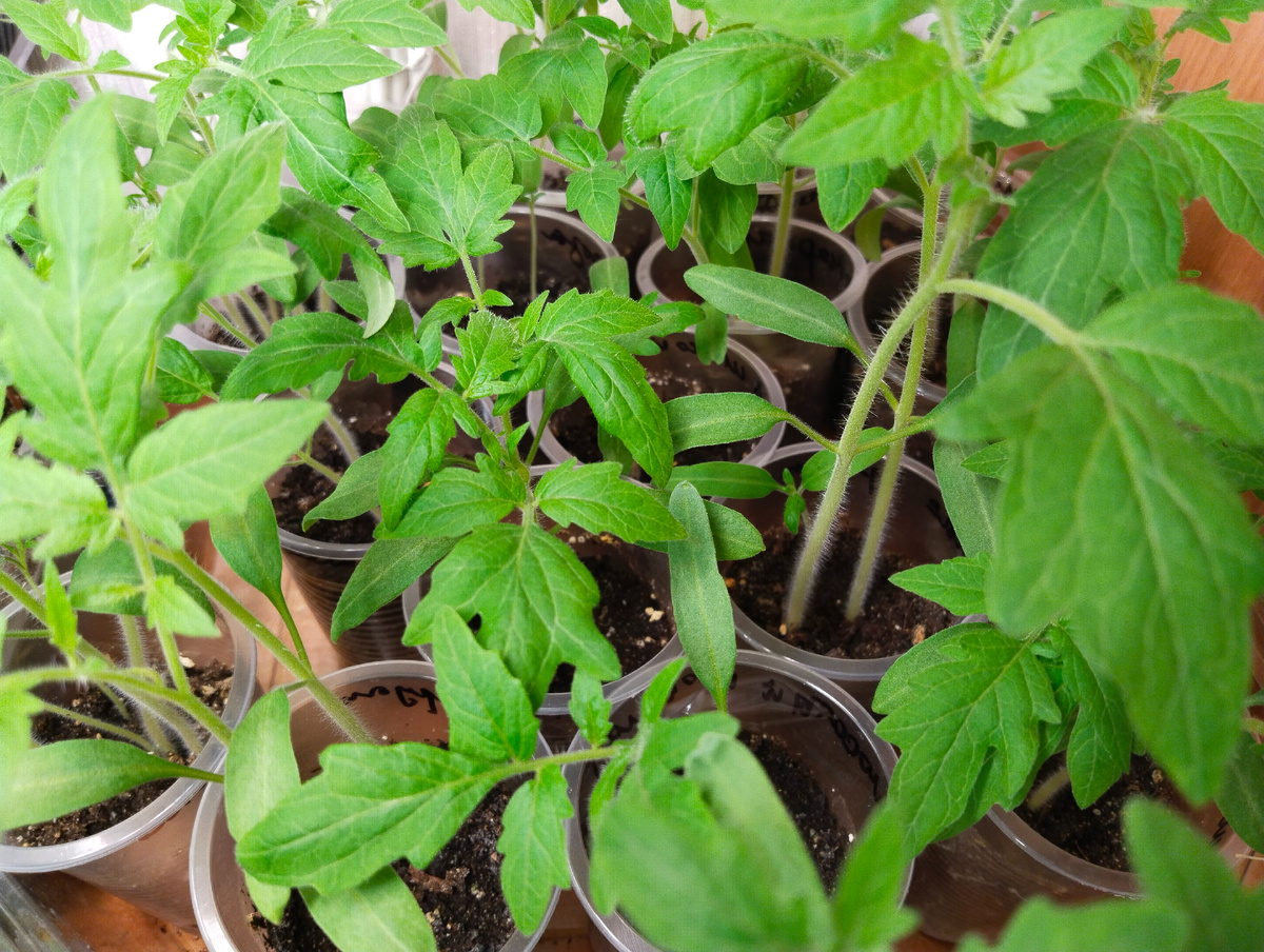 Помидоры пора рассаживать по большим стаканчикам. Сеяла 30 марта. Фото 15.04.25