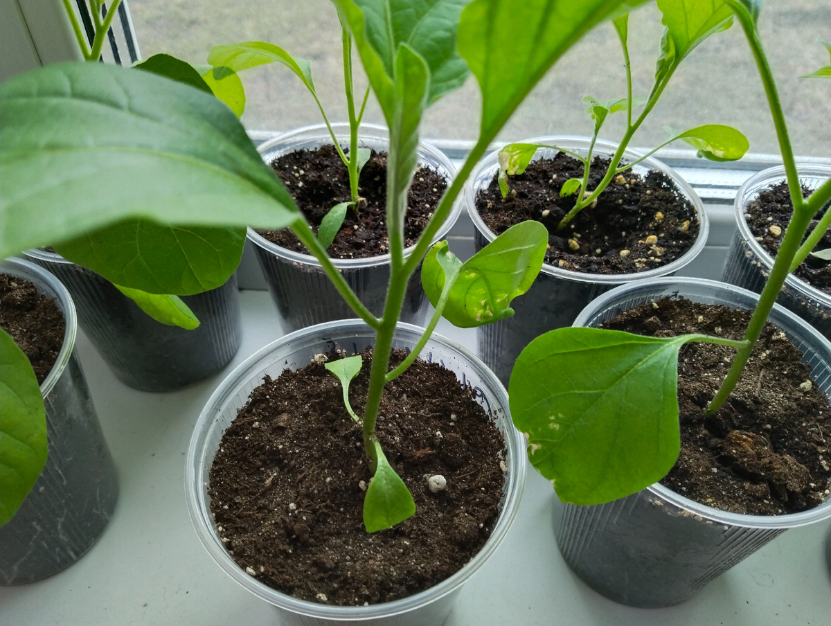 У баклажанов некоторые листья скукожились чего-то вдруг. 4 шт "Жизели" и 2 шт белых" Грибное удовольствие" вроде бы. Сеяла 9 марта. Фото 15.04.25