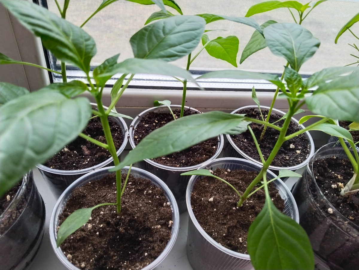 Перцы в этом году только острые - красные и жёлтые. Сеяла 9 марта. Фото 15.04.25