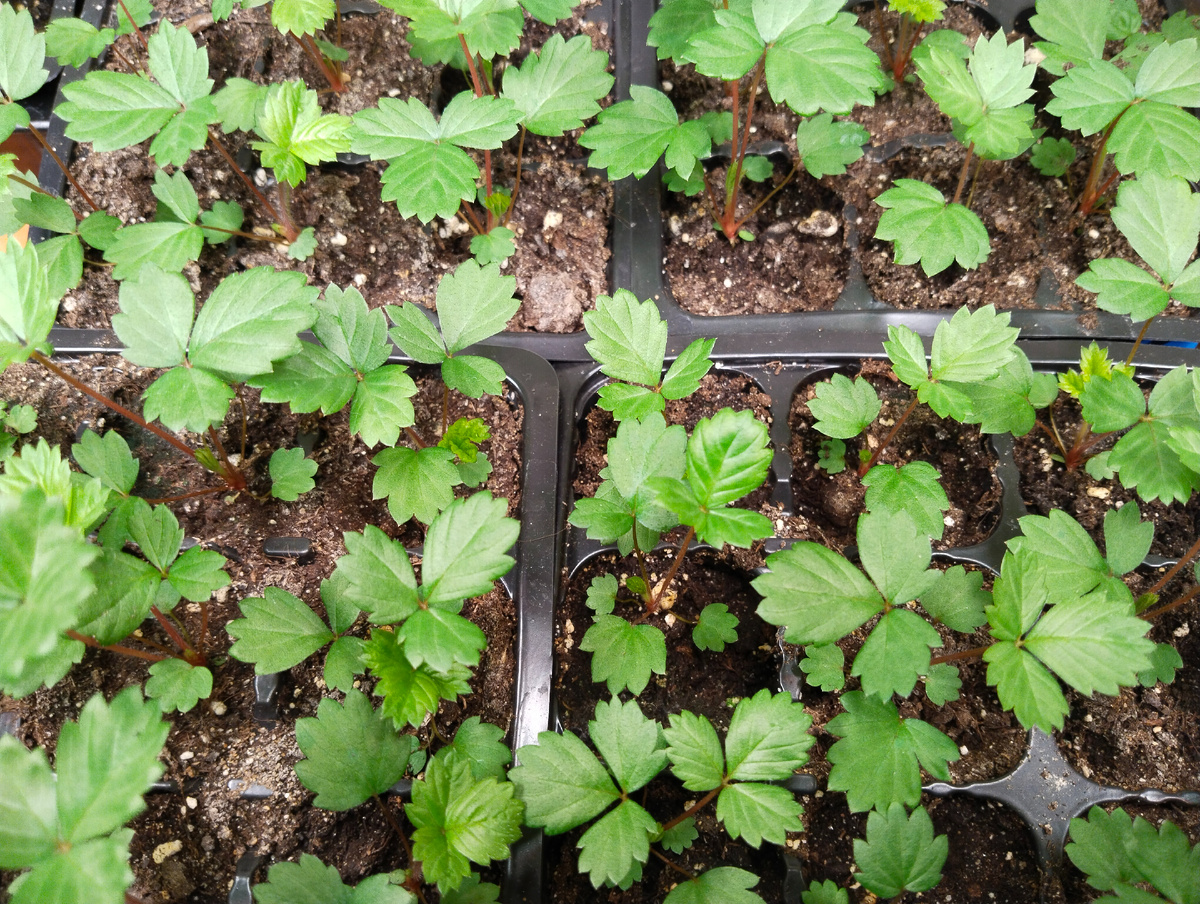 Земляника мелкоплодная "Сашенька". Сеяла 26 февраля. Фото 15.04.25