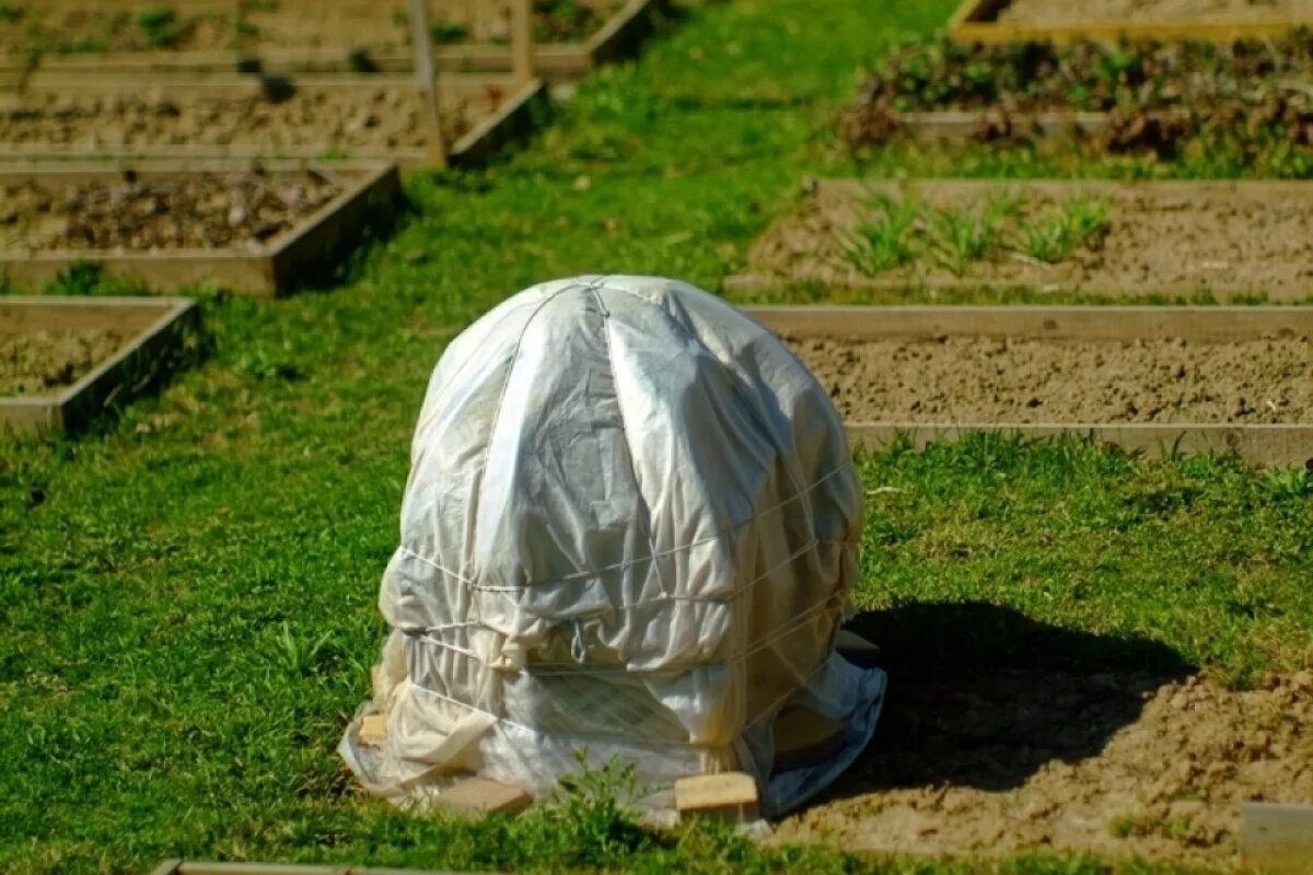    Кстати, укрытия с роз нельзя открывать сразу. Процесс должен проходить постепенно, чтобы растение не испытало шок.