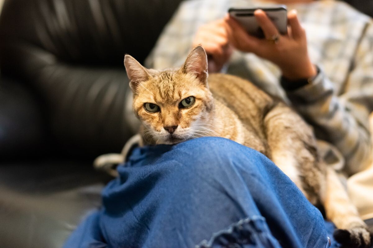 Кот лежит на коленях 