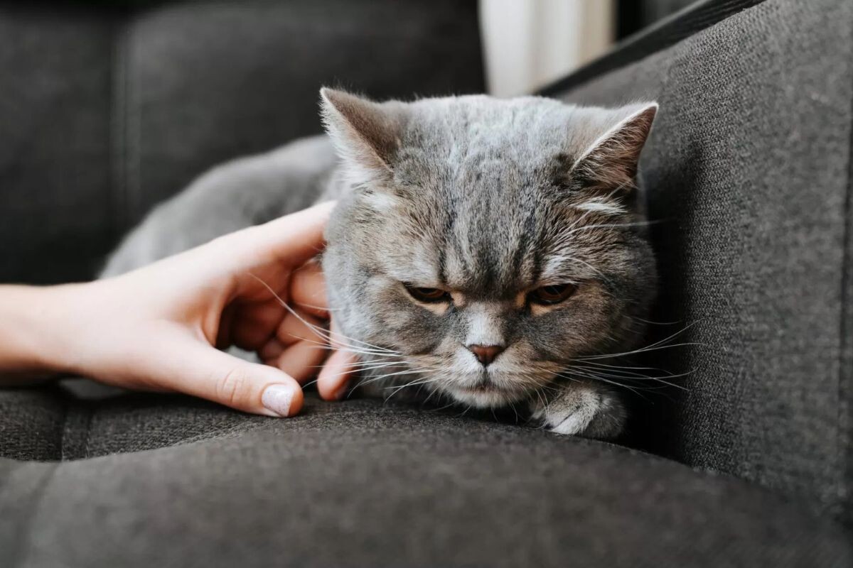 Кот обиделся