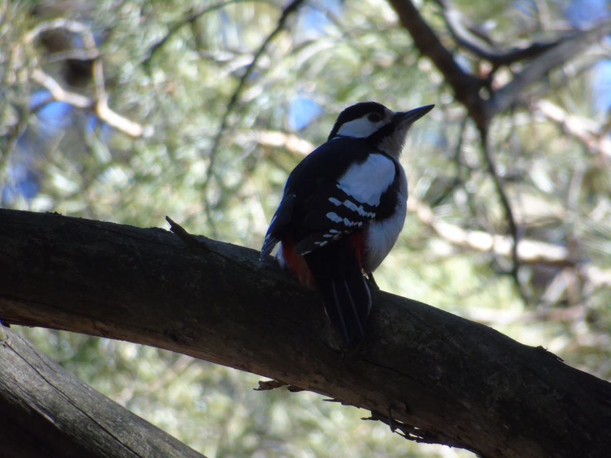     В Минусинском районе сняли на видео пестрого дятла в поисках пары