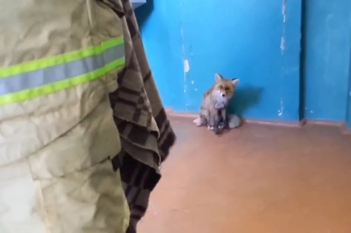    В Сети распространяется видео о лисе в подъезде дома в Перми