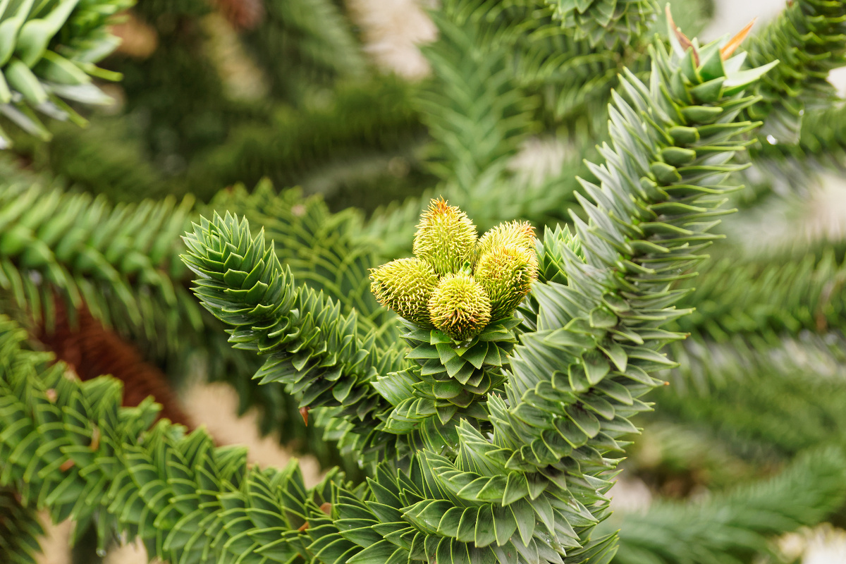    Араукария — хвойное дерево. Фото: Spiks/Shutterstock/FOTODOM