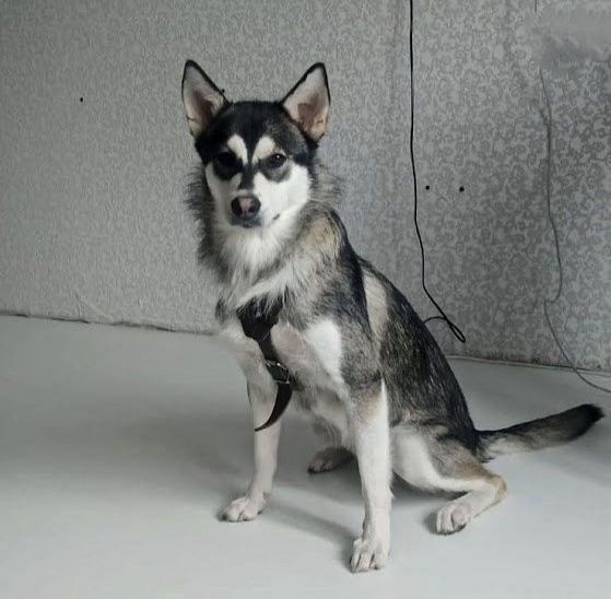 На нас с фото смотрит вот это вот нечто непонятное, лысое и в кожаной шлейке. 