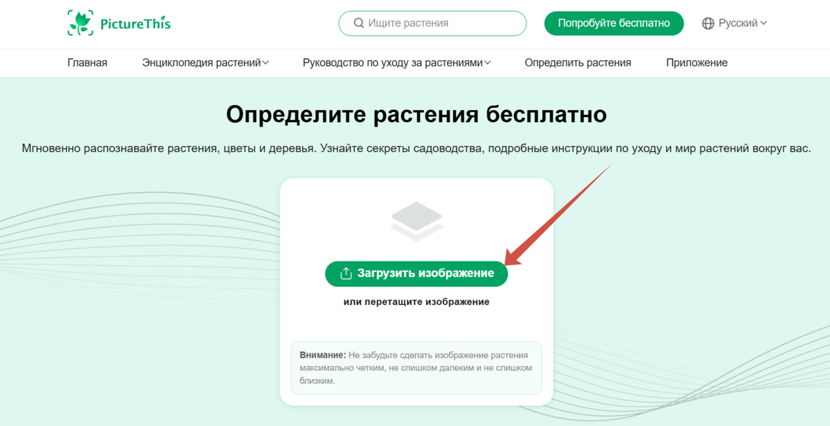 Загрузите изображение или сделайте фото с натуры (если пользуетесь с телефона)