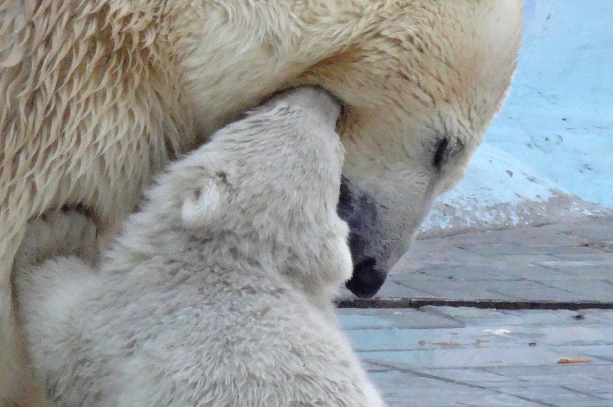 Трогательные отношения Шилки и её мамы белой медведицы Герды
