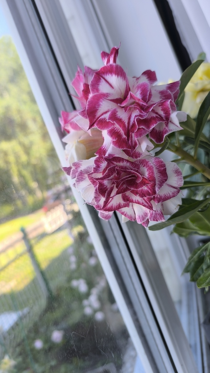 Не южный подоконник увы.