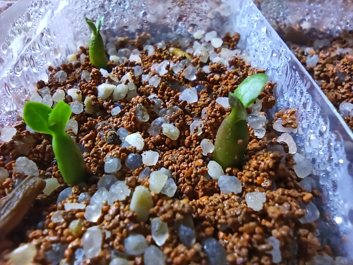 Только проросшие семена адениумов.