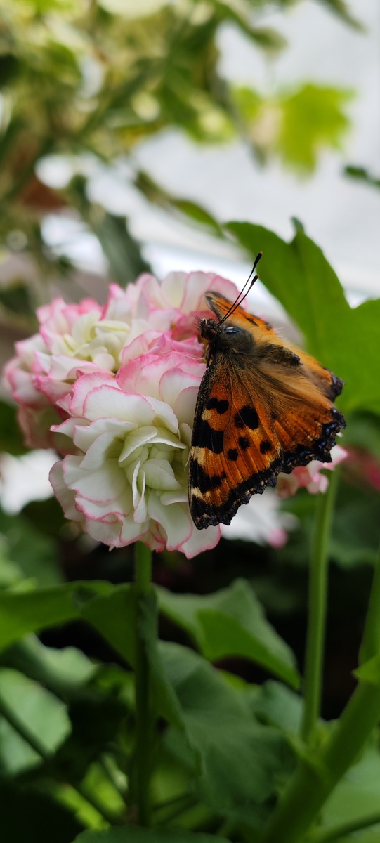 Пеларгония "Apple Blossom Rosebud"
