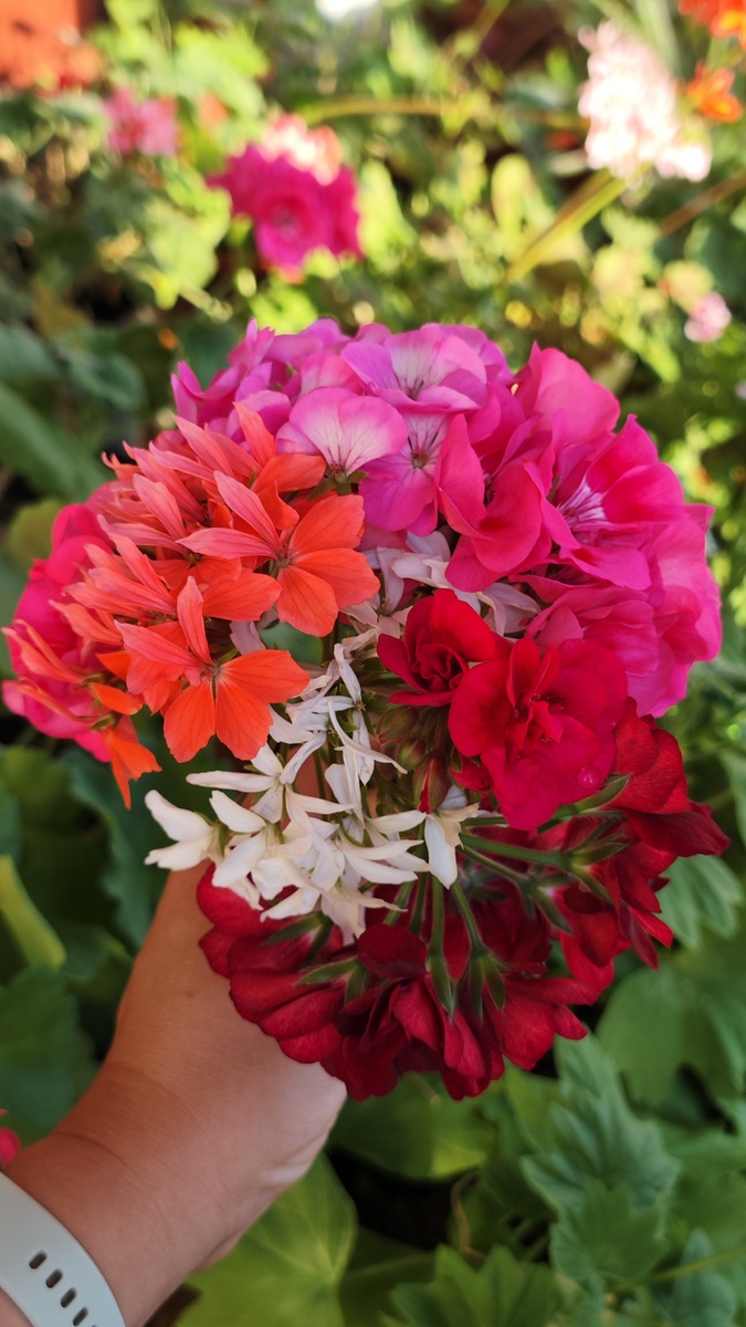 Мой балкон Апрель 2025. Цветочная Я