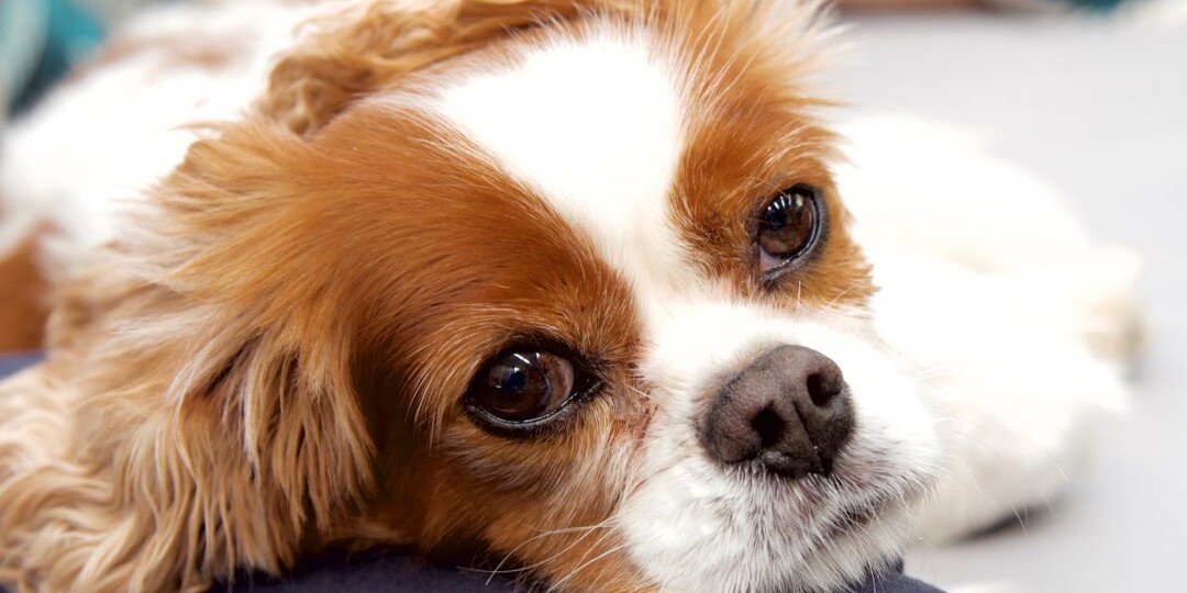 Порода собак с наибольшим числом опасных мутаций: что выяснили учёные