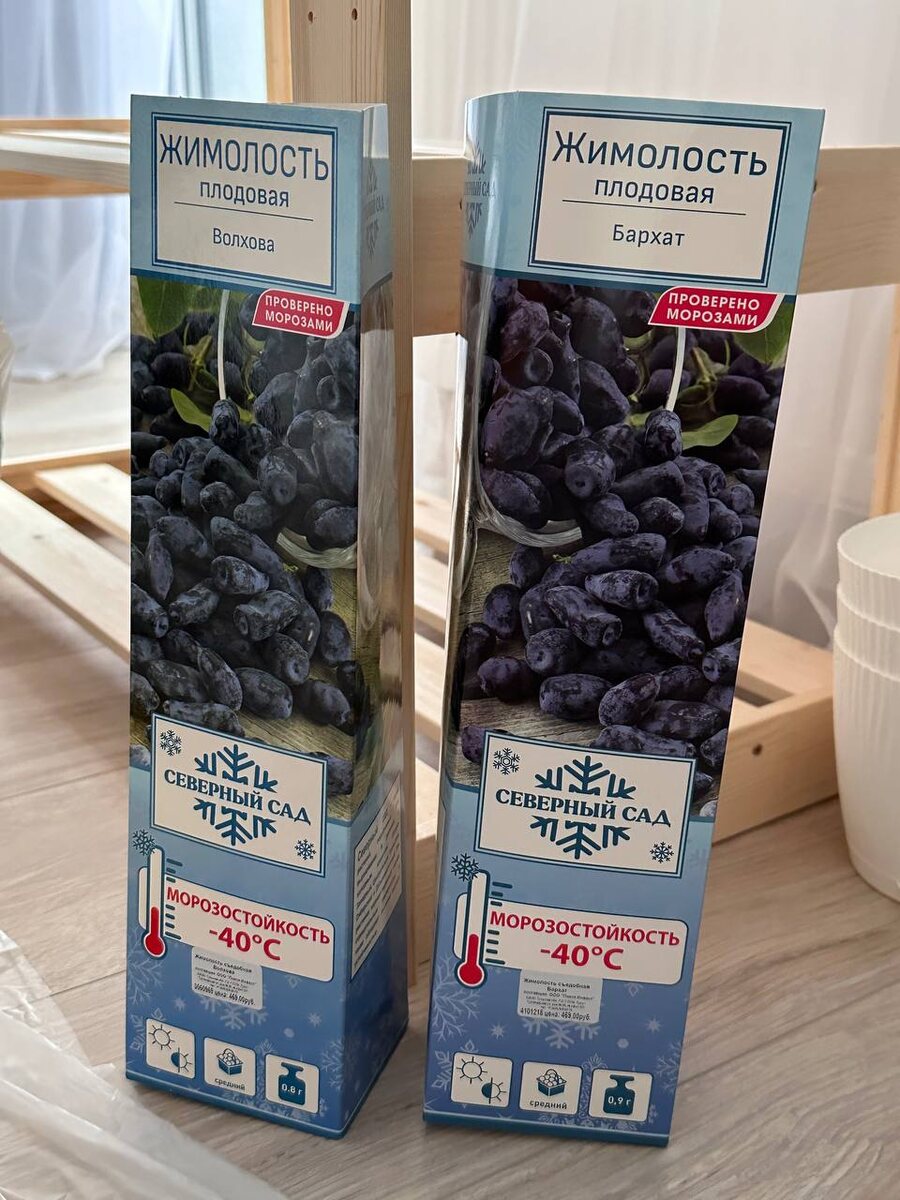 Жимолость плодовая Волхова и Бархат