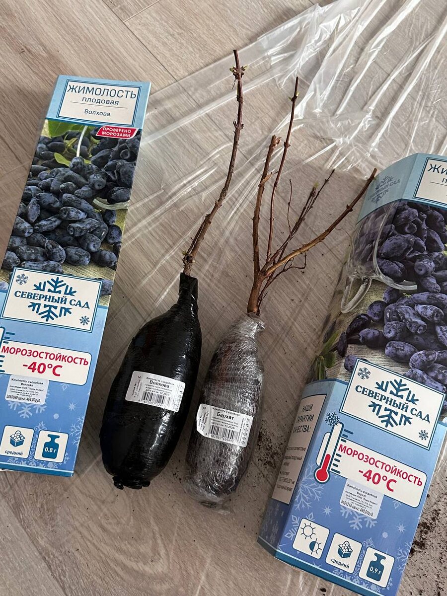 Саженцы жимолости Волхова и Бархат