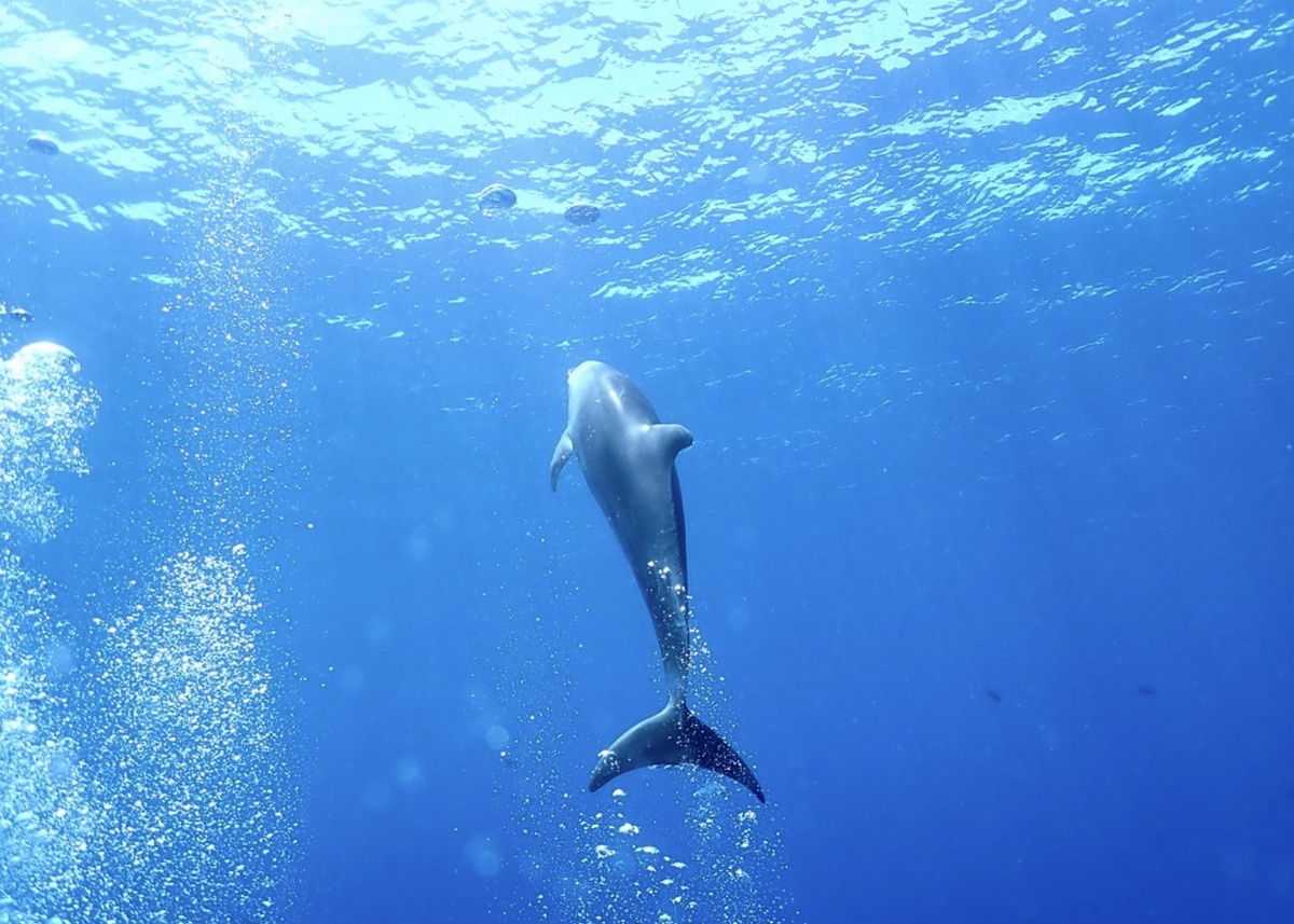 Дельфину важнее горизонтальное перемещение