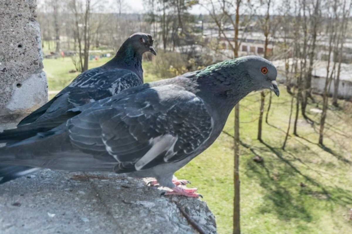    Пульмонолог Бекетов рассказал, как голуби могут угрожать здоровью человека