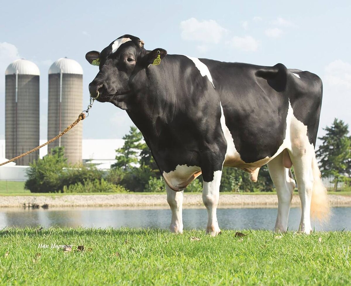 Многие хозяйства в России, особенно те, кто работает с импортной или американской генетикой, ориентируются именно на Net Merit. 